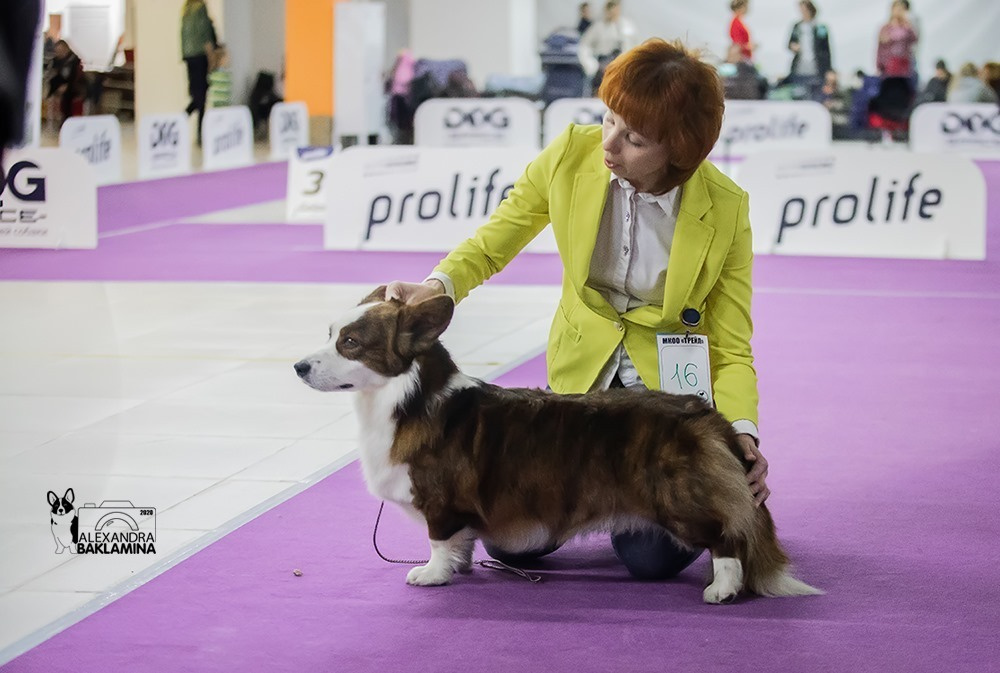 Вельш корги кардиган Corgi Na Volge Pobedonosets ВЕГАС. Ice Fantasy kennel: professional breeding of Siberian huskies and wels