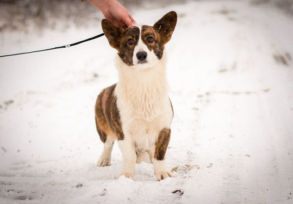 Ice Fantasy Catch Me If You Can КИМБЕРЛИ. Ice Fantasy kennel: professional breeding of Siberian huskies and wels