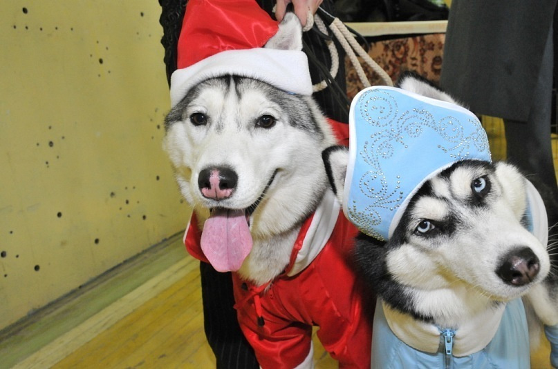 Хаски Диана С Голубой Звезды НИКА. Ice Fantasy kennel: professional breeding of Siberian huskies and wels