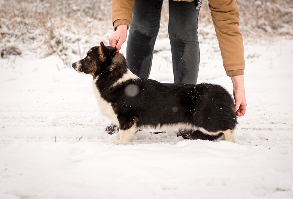Вельш корги кардиган Corgi Na Volge Hoorma БУСИНА. Купить щенка Вельш-корги-кардиган в семейном питомнике — Ice Fantasy