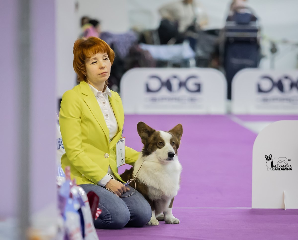 Вельш корги кардиган Corgi Na Volge Pobedonosets ВЕГАС. Ice Fantasy kennel: professional breeding of Siberian huskies and wels
