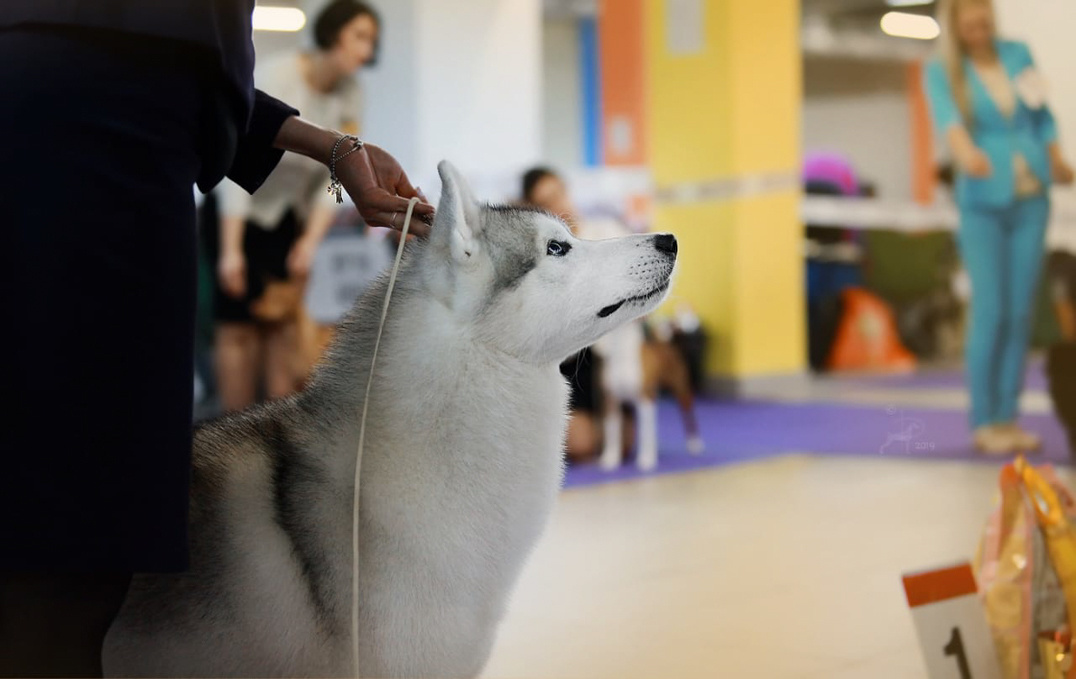 Хаски Ice Fantasy Dragon Heart ДРЭГОН. Купить щенка Вельш-корги-кардиган в семейном питомнике — Ice Fantasy