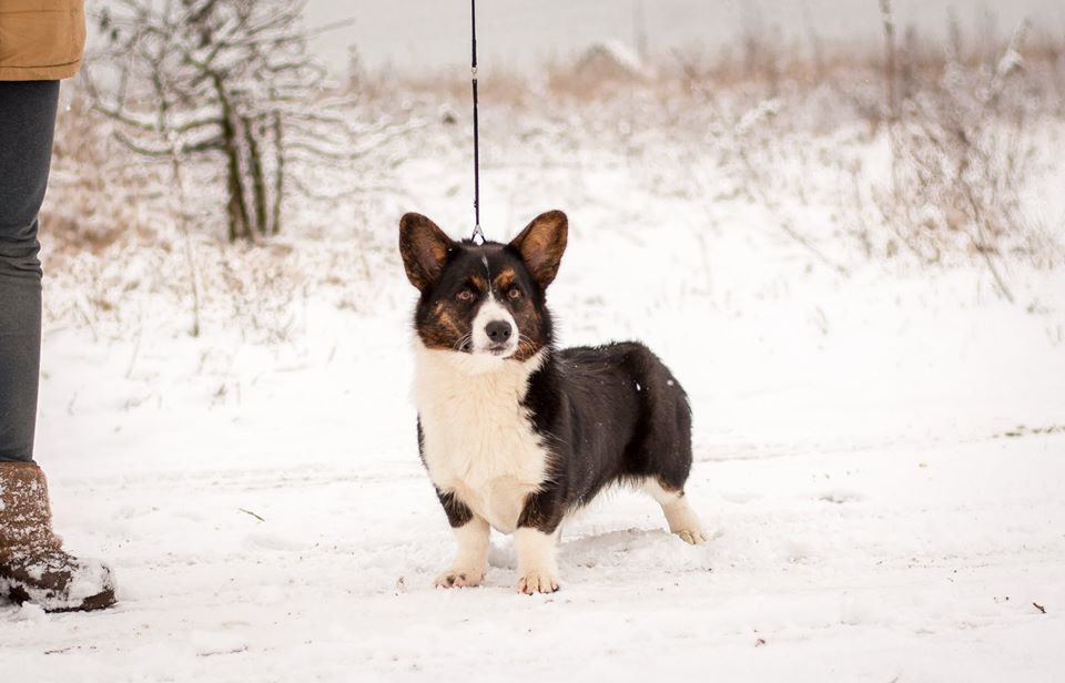 Вельш корги кардиган Corgi Na Volge Hoorma БУСИНА. Купить щенка Вельш-корги-кардиган в семейном питомнике — Ice Fantasy