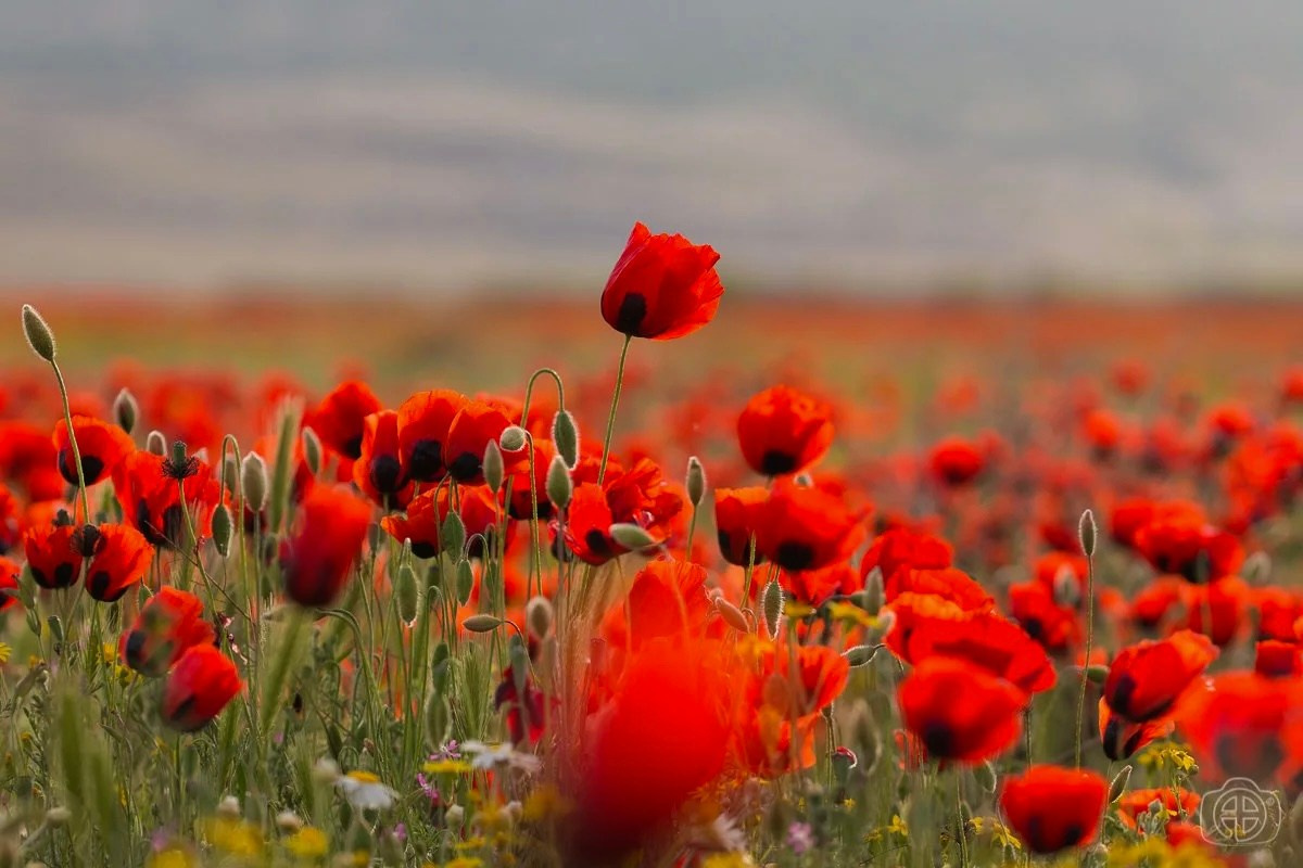 Авторский тур по Дагестану. Женский фотограф в Москве Екатерина Борисова Туры для женщин