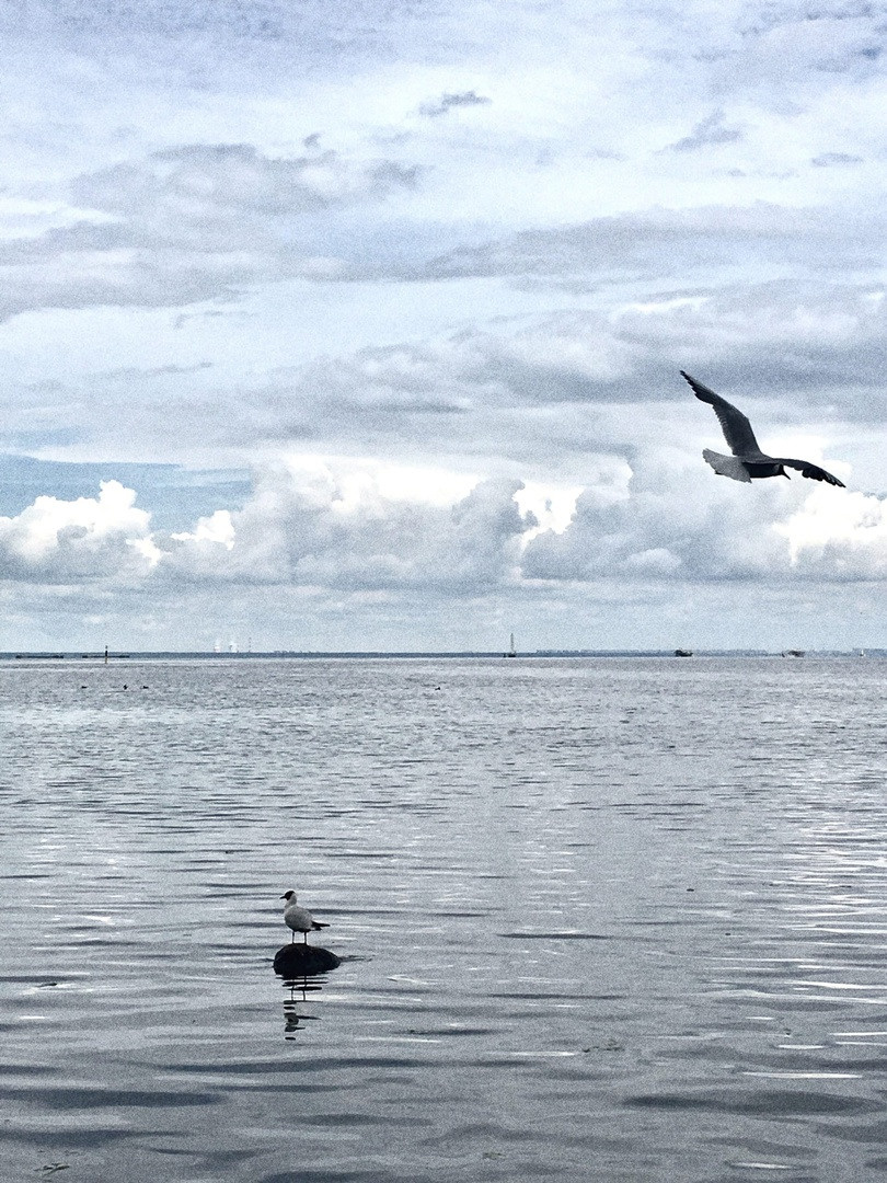 «Петергоф»