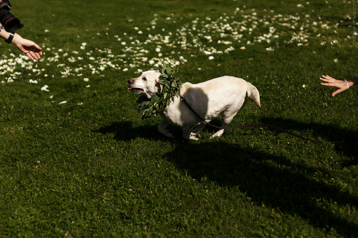 СВАДЕБНАЯ ФОТОСЪЕМКА. Лихошерстов Андрей — фотограф для бизнеса из Сибири