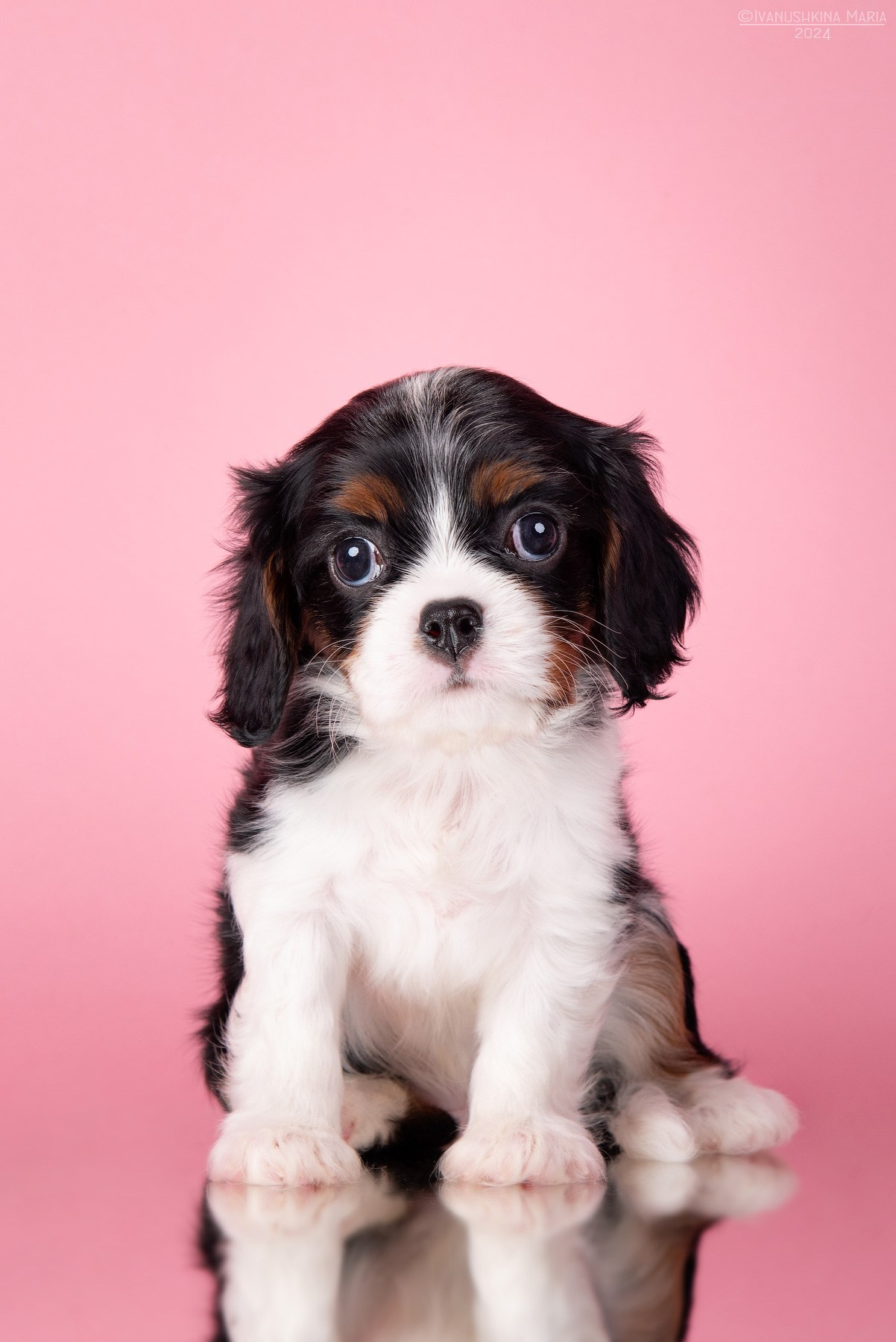 Фотосессия щенков на фонах. Фотограф собак в Москве и Московской области Иванушкина Мария