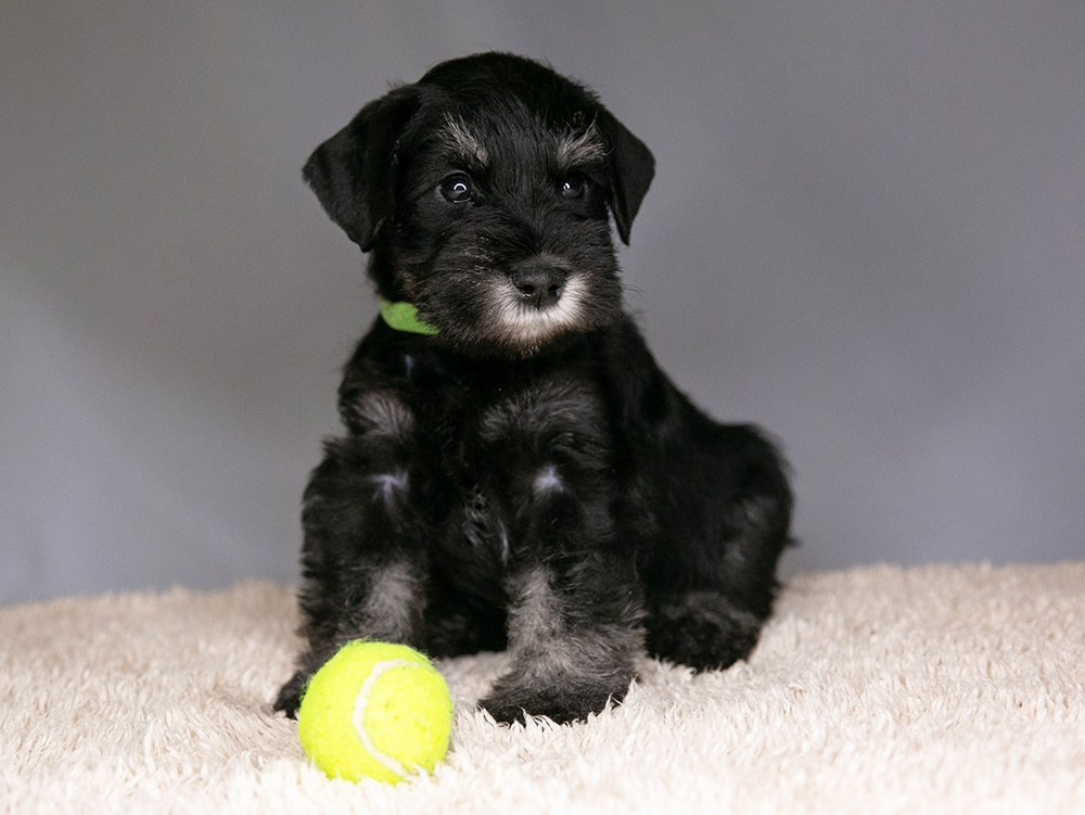 Щеночек предлагается! Юдай/ Делинсо Бэлэнс Юдай Гин-Куро/ Delinso Balance Yudai Gin-Kuro