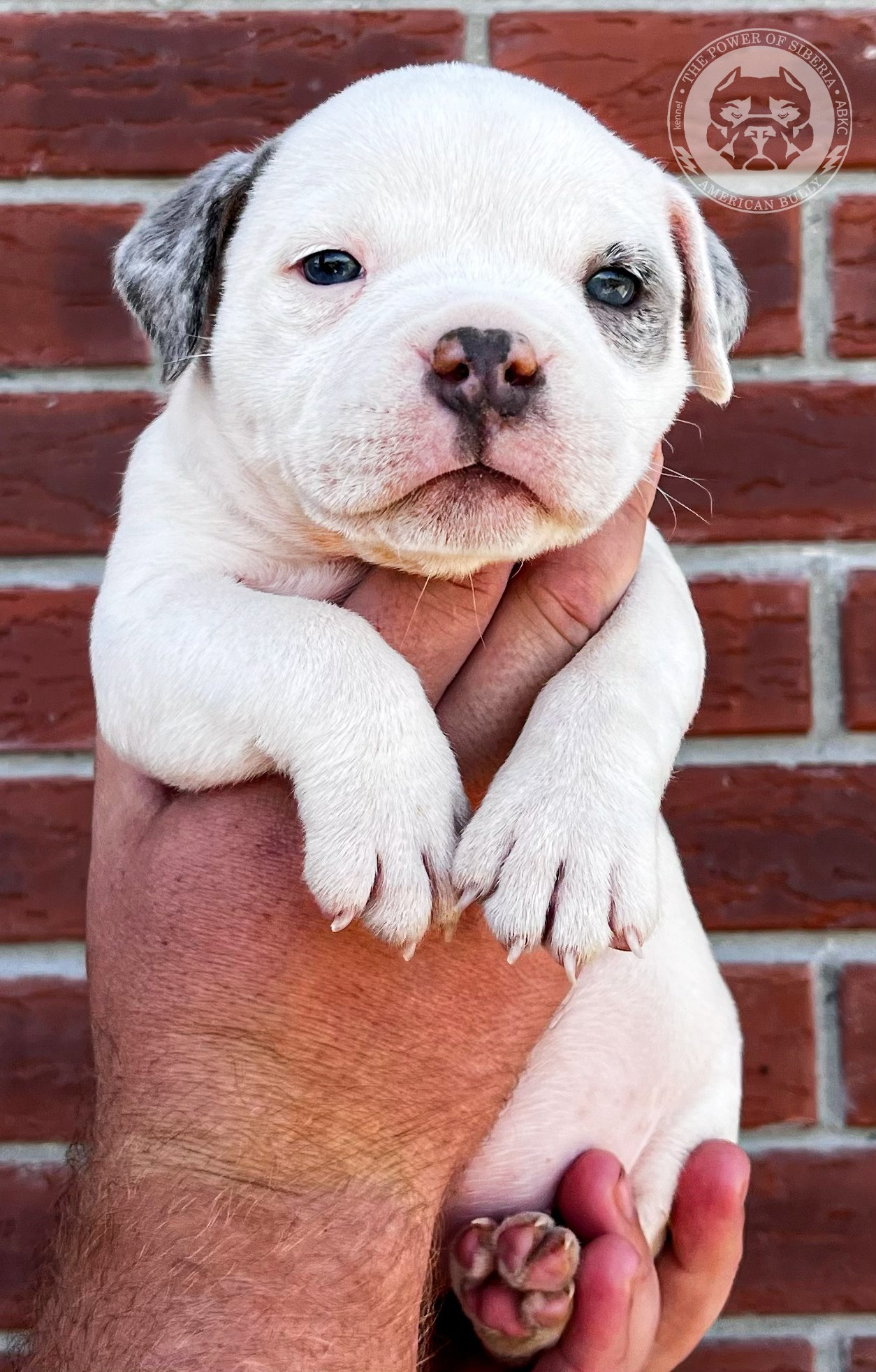 Помет Каспер и Кентуки. 14.05.25. Американский Булли в г. Ростов-на-Дону. Питомник THE POWER OF SIBERIA