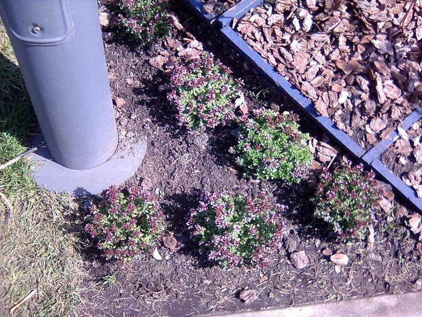 ВНИМАНИЕ! ФЕСТИВАЛЬ ЛАНДШАФТНОГО СТРОИТЕЛЬСТВА. 俄罗斯设计估算