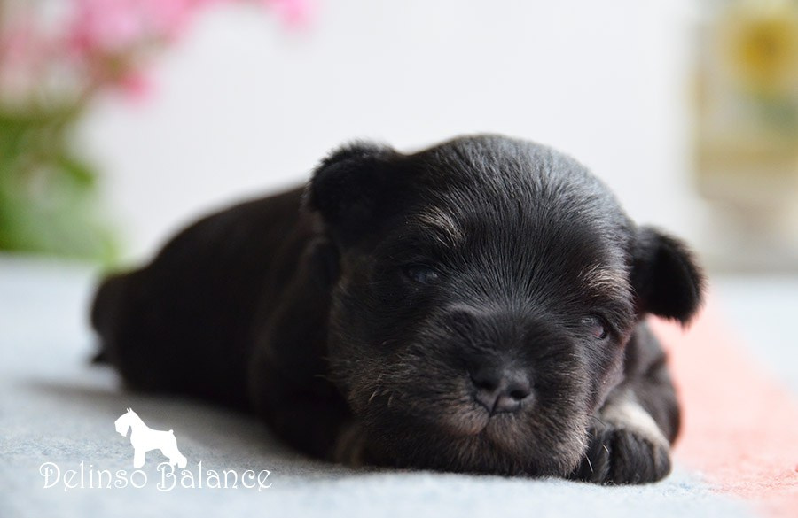 Гелик/ Delinso Balance Enamorado De-Ti. Питомник цвергшнауцеров в Беларуси «Делинсо Бэлэнс»