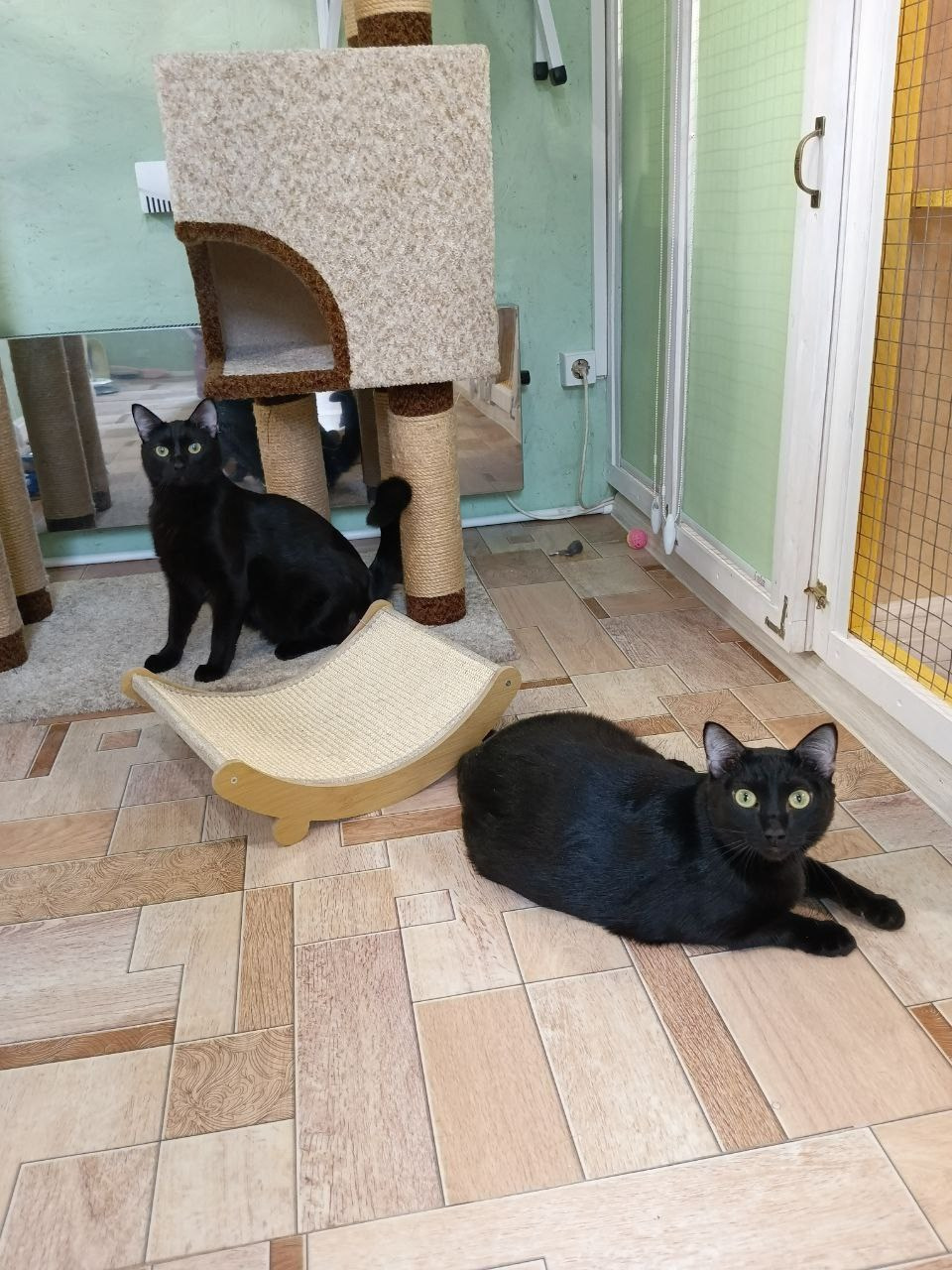 Гостиница для кошек Усики и хвостики, Красноярск