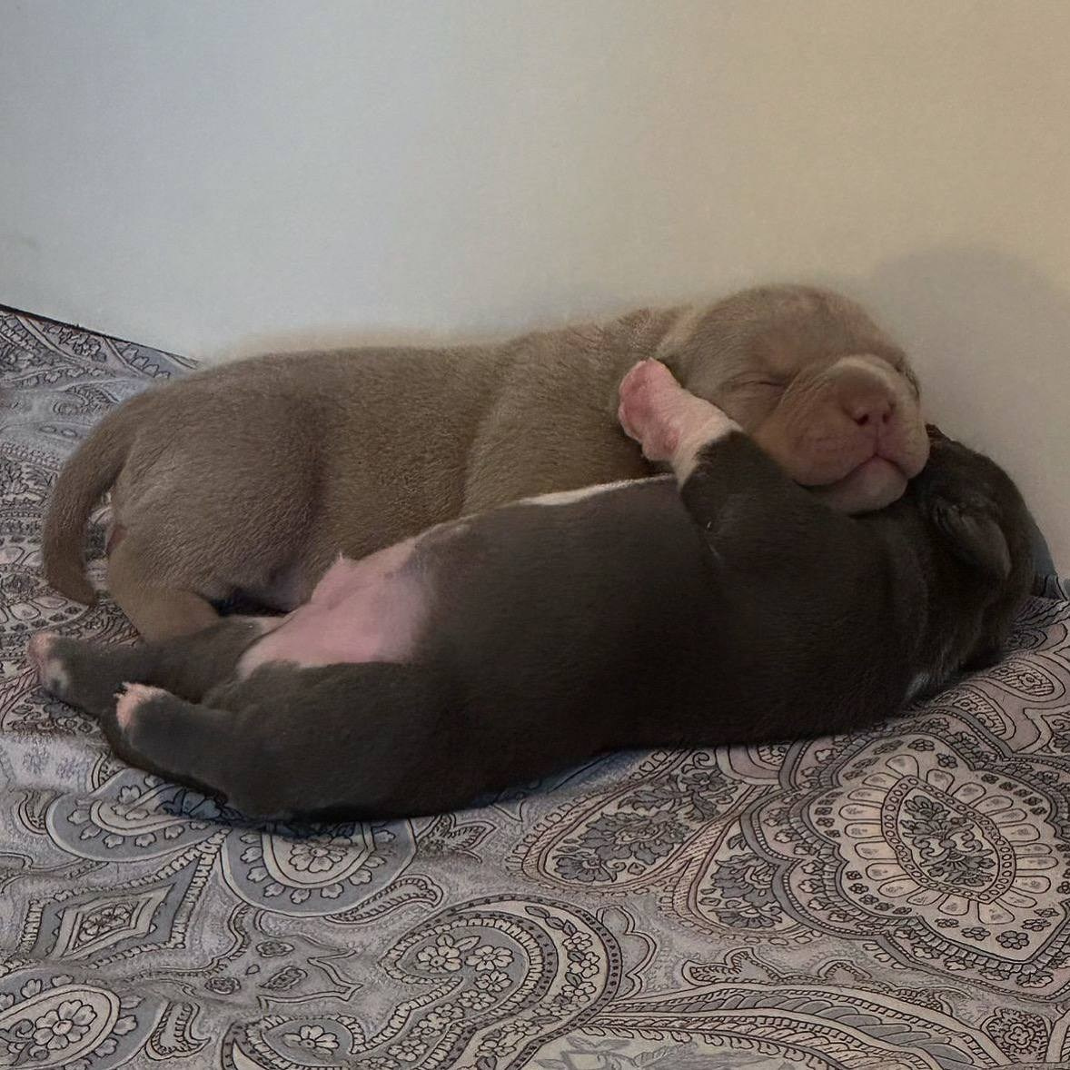 Bounty Pride Bully Tyson. Питомник американских булли Bounty Pride Bully