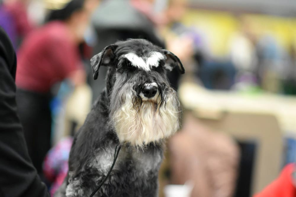 Майбах/Delinso Balance Argyris. Питомник цвергшнауцеров в Беларуси «Делинсо Бэлэнс»