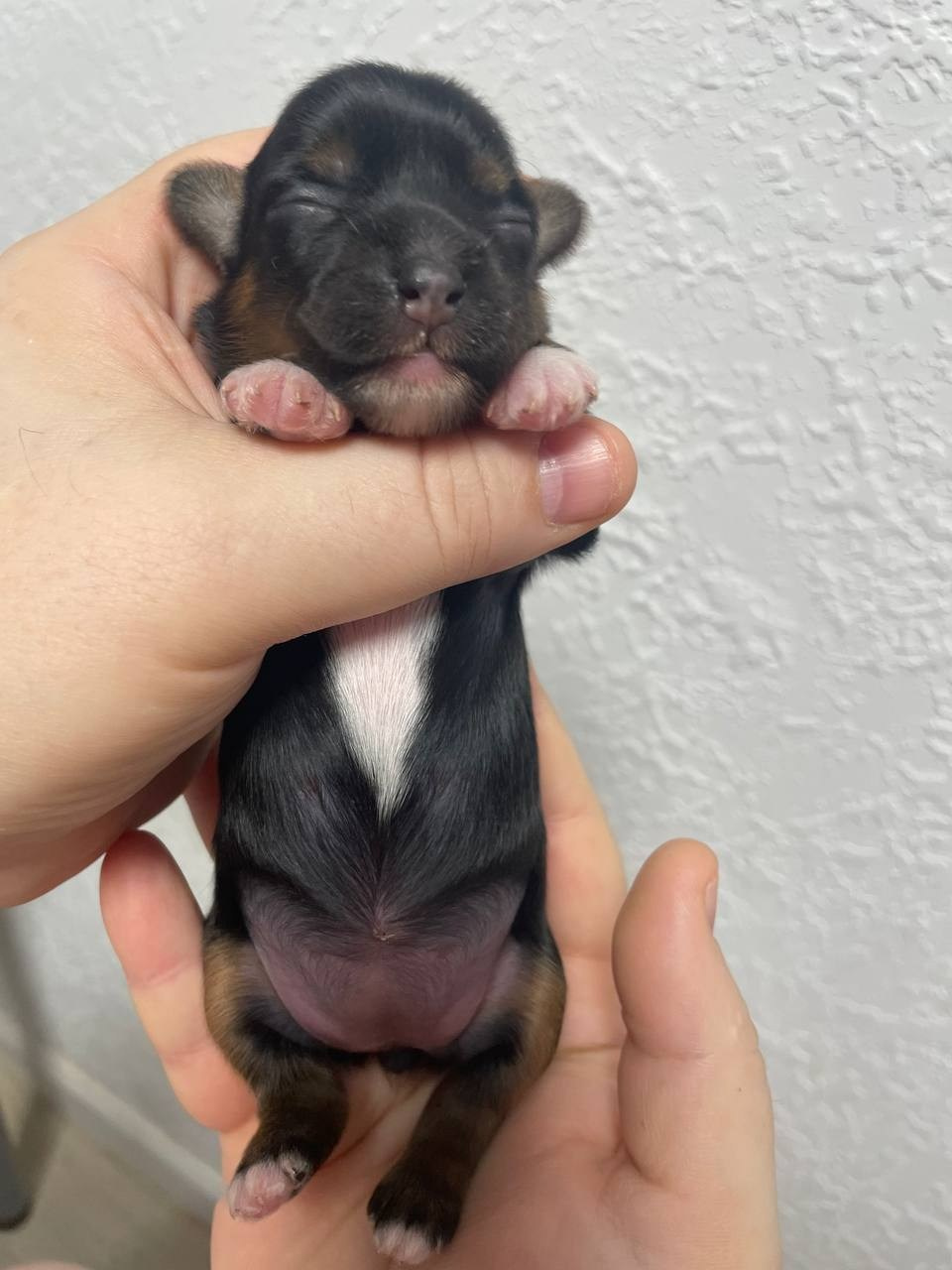 Poale Ell Grace неделя