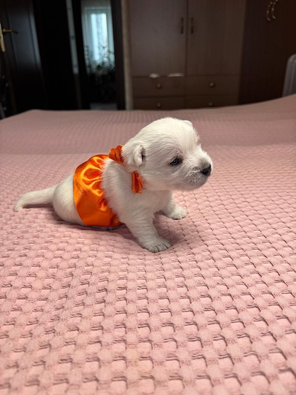 Щенки 14.01.2025. Питомник собак породы вест хайленд вайт терьер в Москве