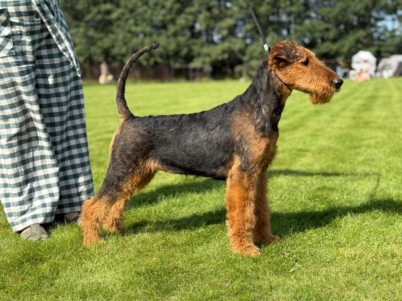 WAISER TAU kennel