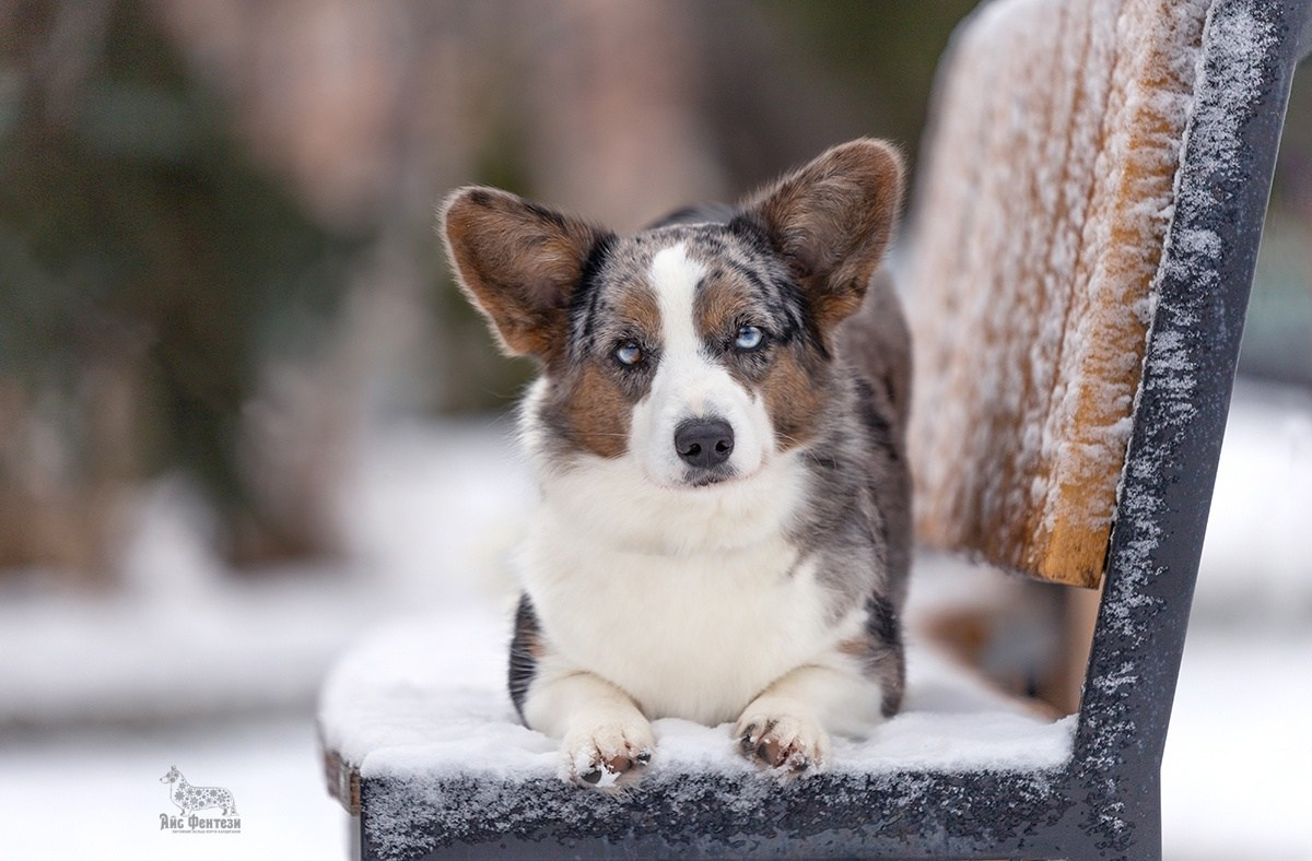 Разные красивые фотографии. Купить щенка Вельш-корги-кардиган в семейном питомнике — Ice Fantasy