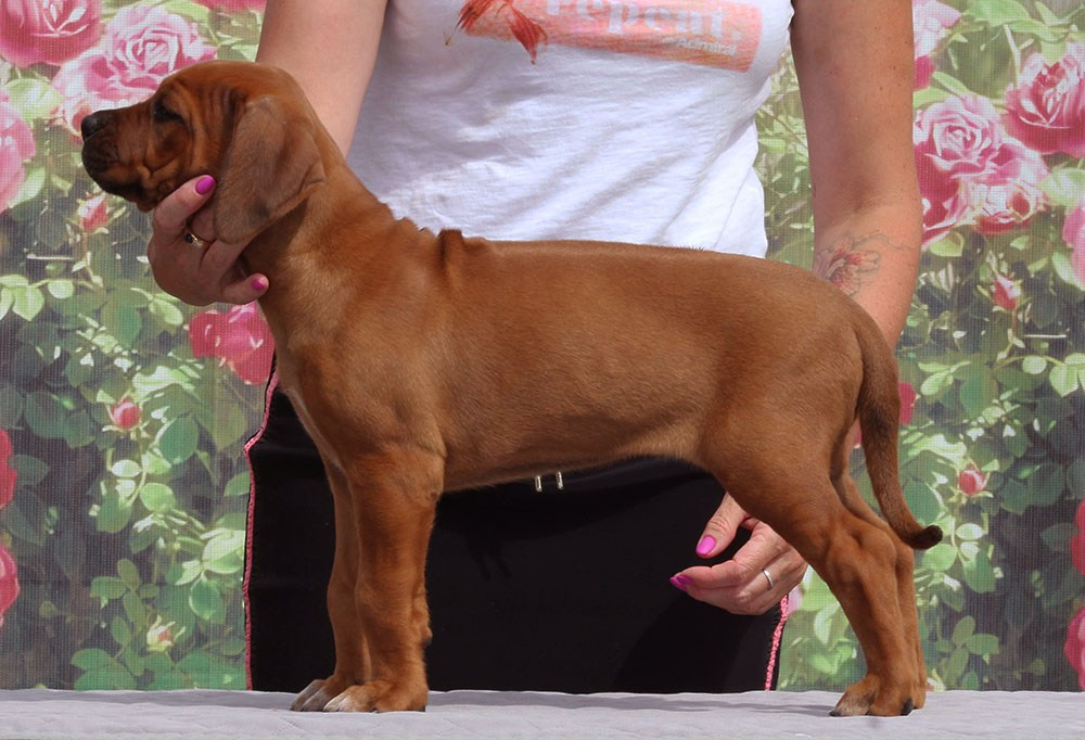 Помет Hakuna Matata. Родезийские Риджбеки в Санкт-Петербурге