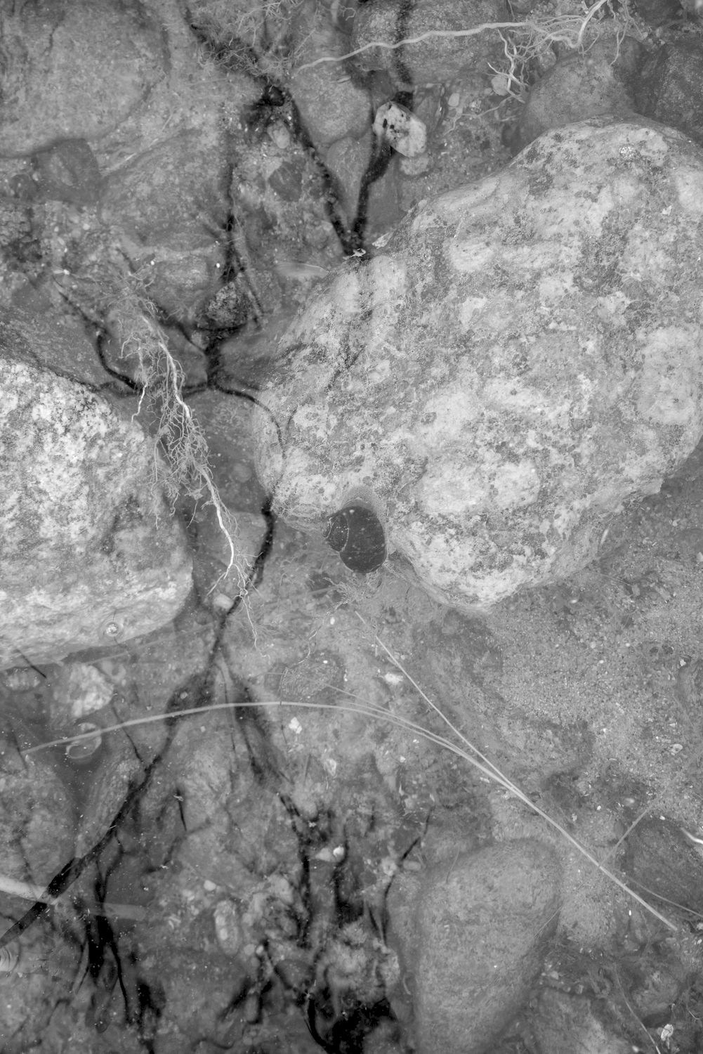 Littorea история о Петербурге улитке. Василий Пиндюрин визуальный художник