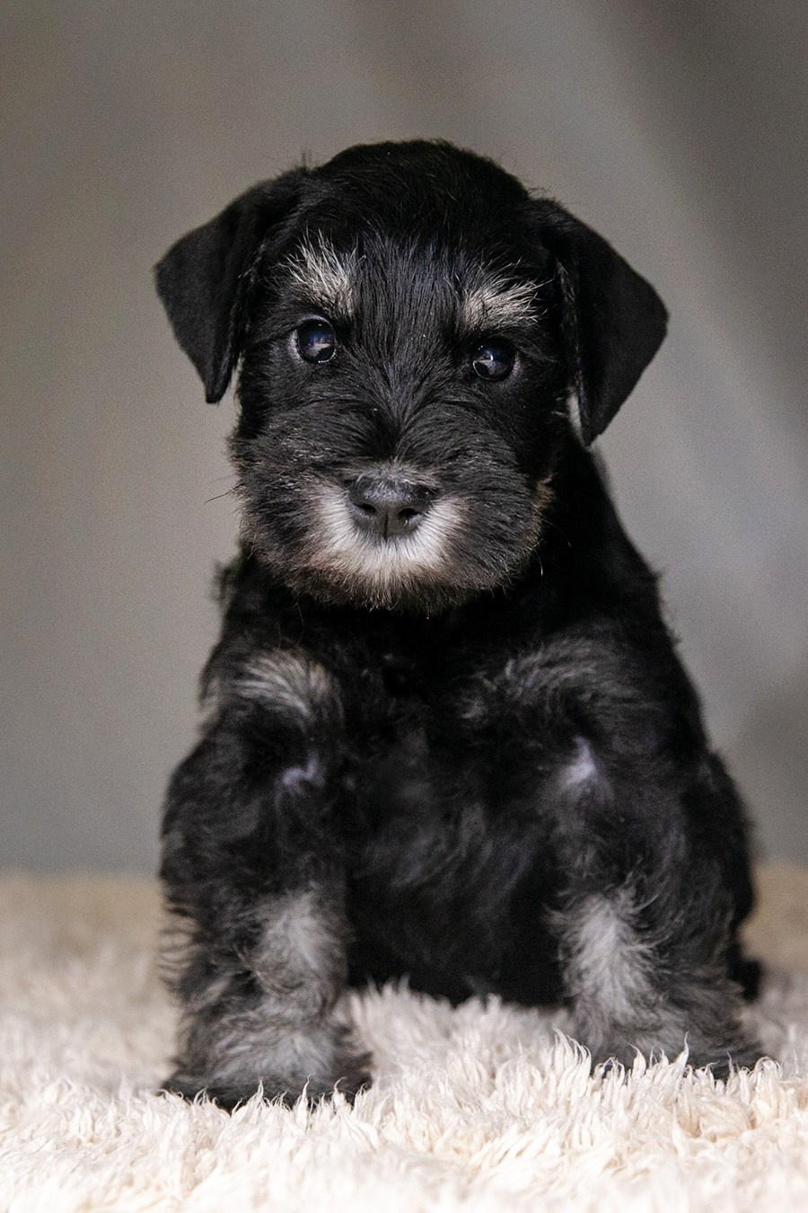 Наш шикарный щеночек предлагается! Юдай/ Делинсо Бэлэнс Юдай Гин-Куро/ Delinso Balance Yudai Gin-Kuro