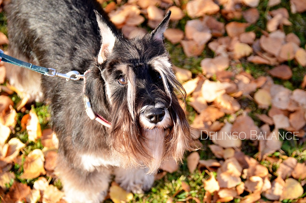 Питомник Делинсо Бэлэнс, щенки цвергшнауцера, купить щенка цвергшнауцера, питомник цвергшнауцеров, кобель цвергшнауцера для вязки, щенок цвергшнауцера, питомник цвергшнауцеров, черный с серебром, цверг, лучший питомник в беларуси, питомник цвергшнауцеров минск