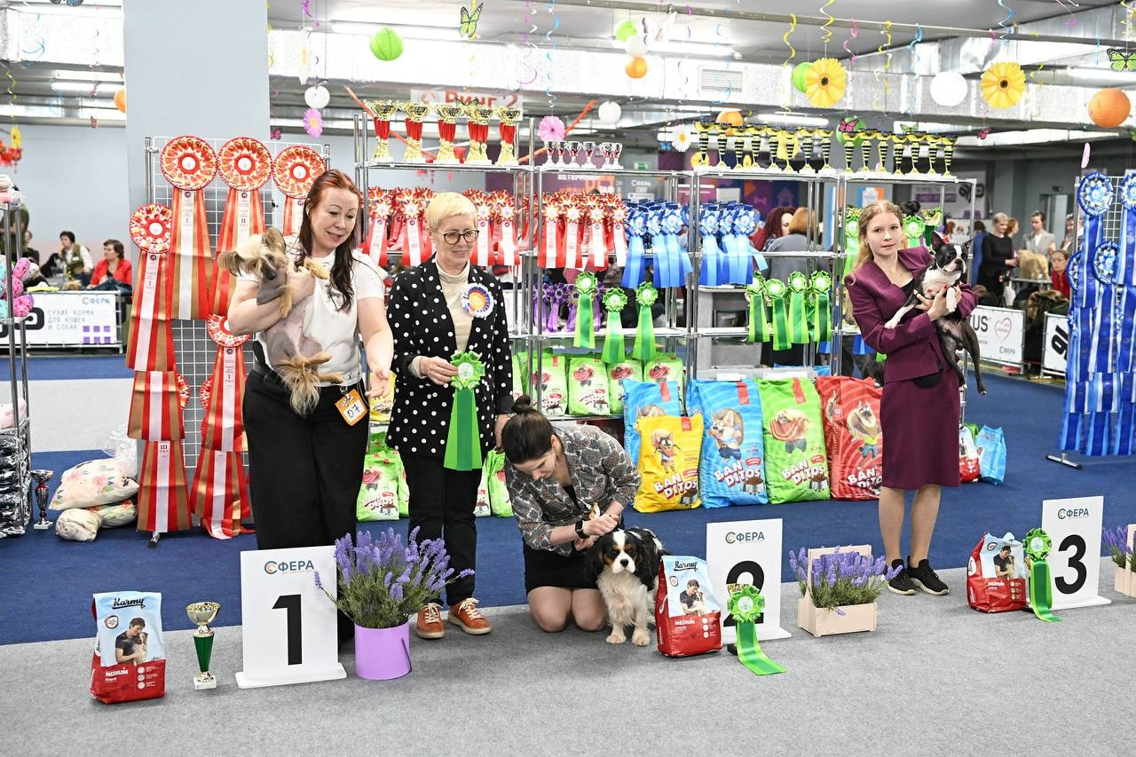 Ashantal Emmanuel Poale Ell. Chinese Crested Dog Kennel Poale Ell