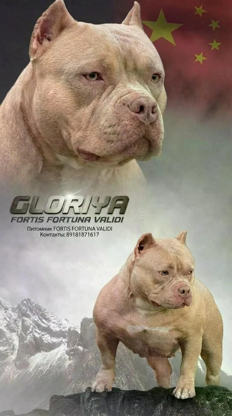 ПИТОМНИК СОБАК ПОРОДЫ АМЕРИКАНСКИЙ БУЛЛИ