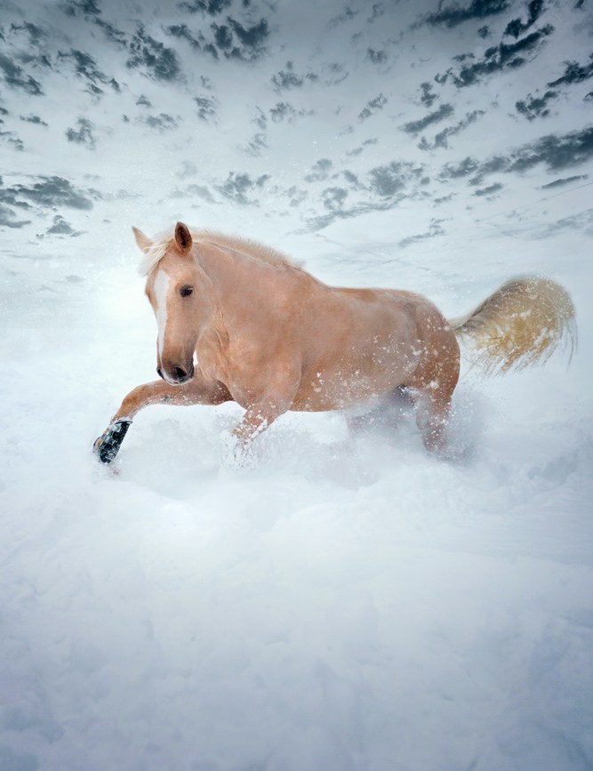 Лошади. Свадебный и портретный фотограф Москва