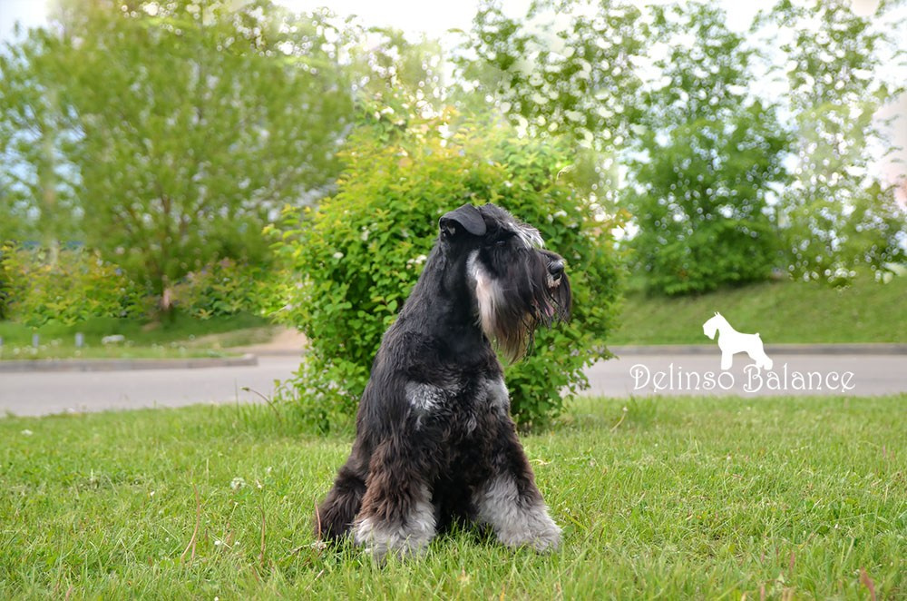 Гелик/ Delinso Balance Enamorado De-Ti. Питомник цвергшнауцеров в Беларуси «Делинсо Бэлэнс»