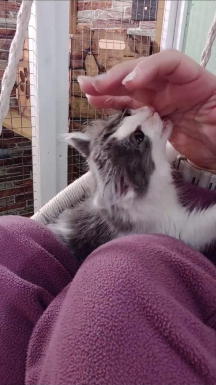 Амура — неутомимый миникотик. Гостиница для кошек Усики и хвостики, Красноярск