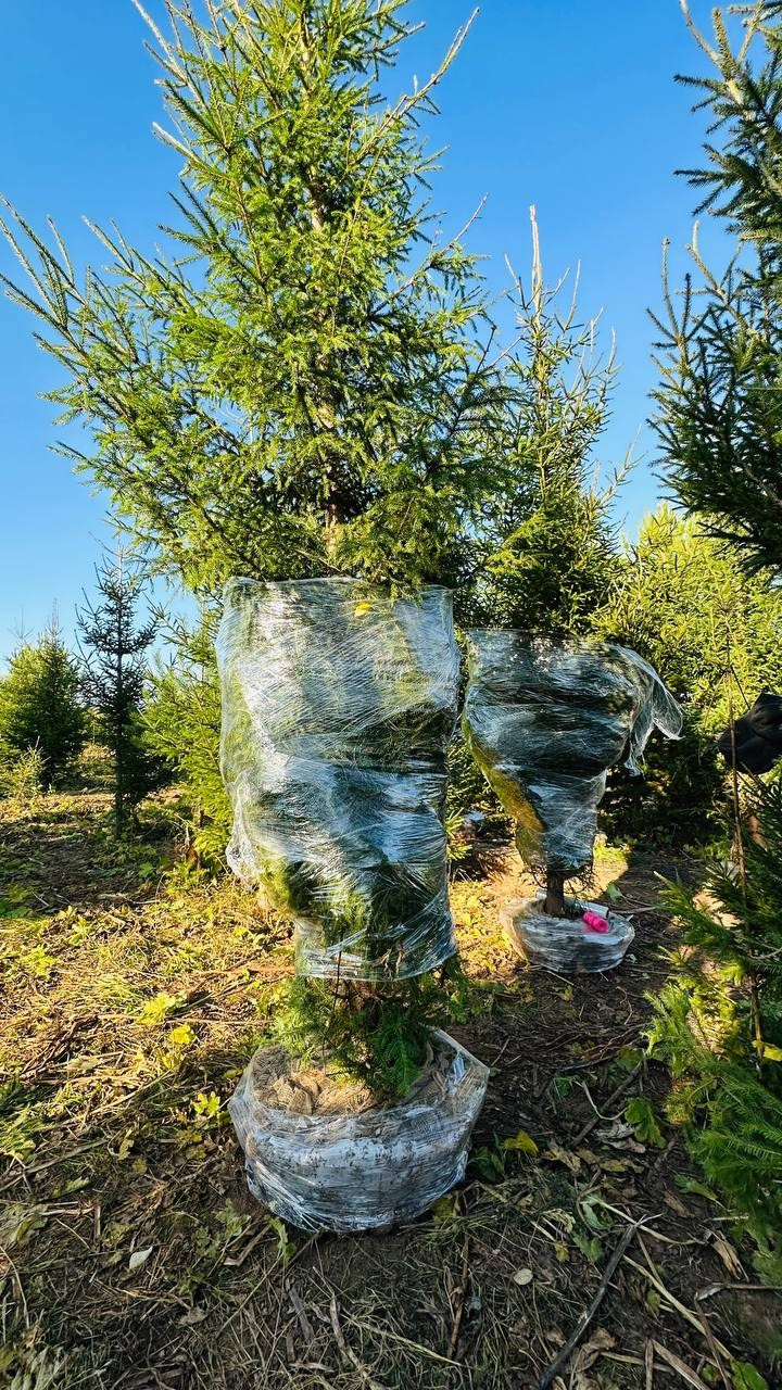 Крупномеры РФ