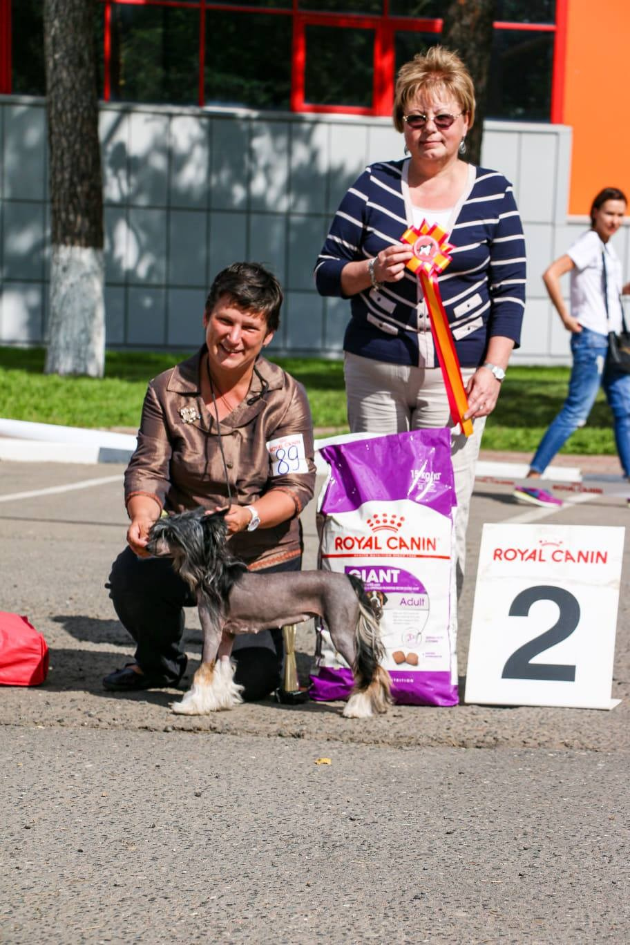 Ins Lucky Star Zhuliet Poale Ell. Питомник китайских хохлатых собак Poale Ell: купить щенка