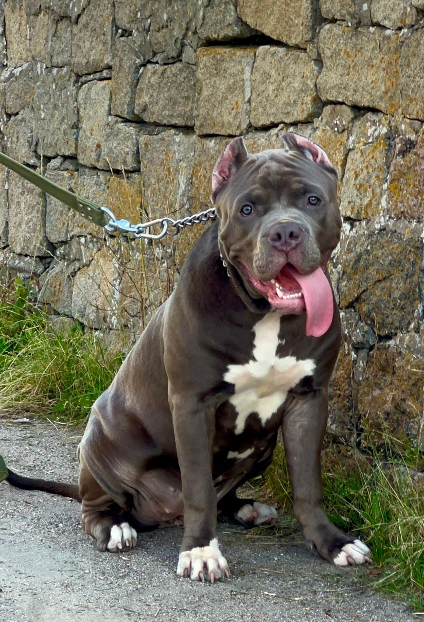 GBU Xanamoon. Американские булли XL в г. Калининград. Питомник Great Bully UNIVERSE