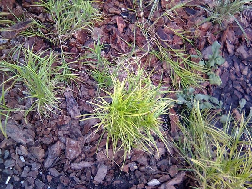 ВНИМАНИЕ! ФЕСТИВАЛЬ ЛАНДШАФТНОГО СТРОИТЕЛЬСТВА. 俄罗斯设计估算