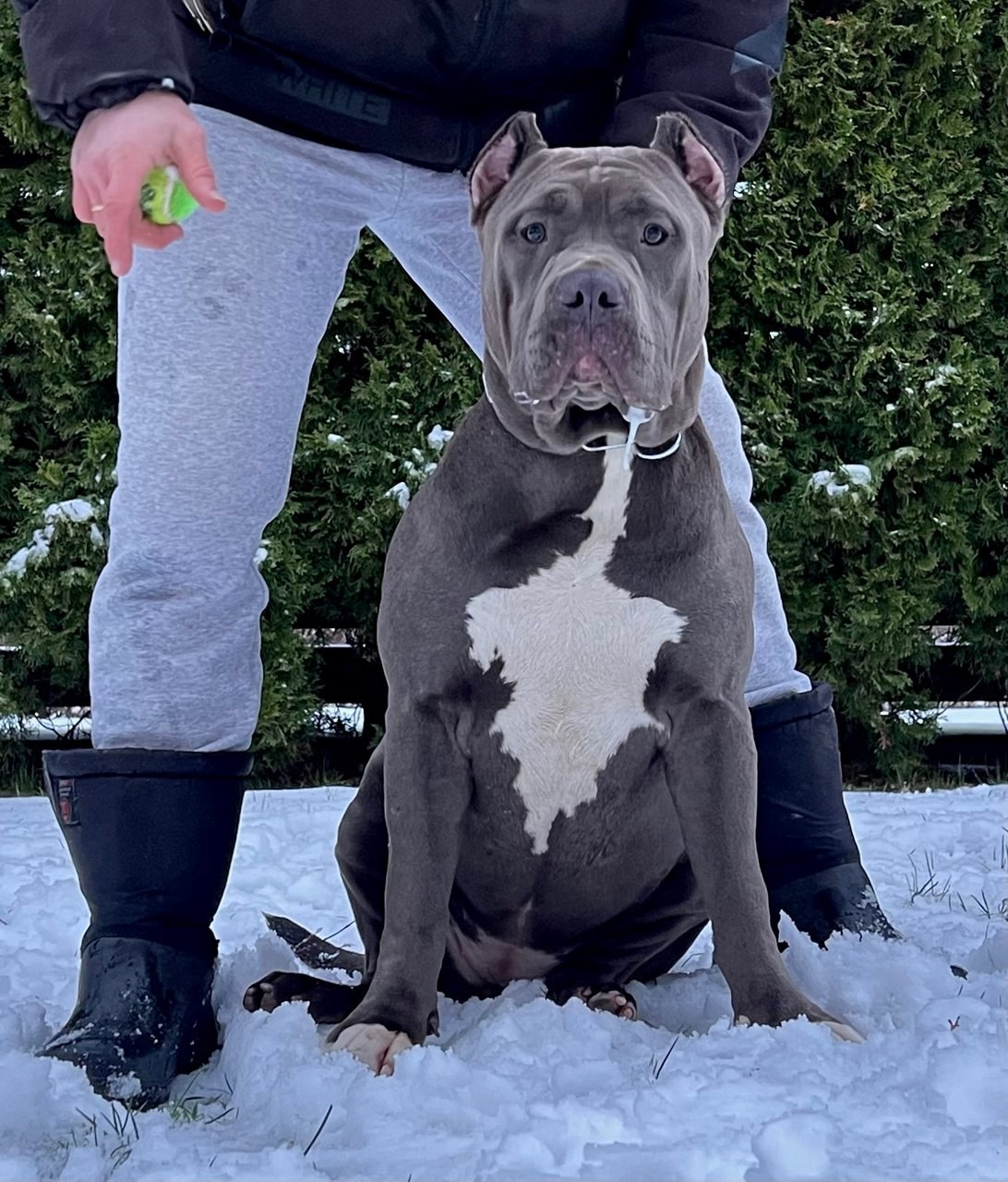GBU Lakshmi. Американские булли XL в г. Калининград. Питомник Great Bully UNIVERSE