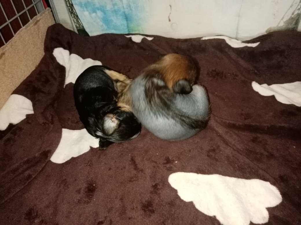 Puppies are 1 month old