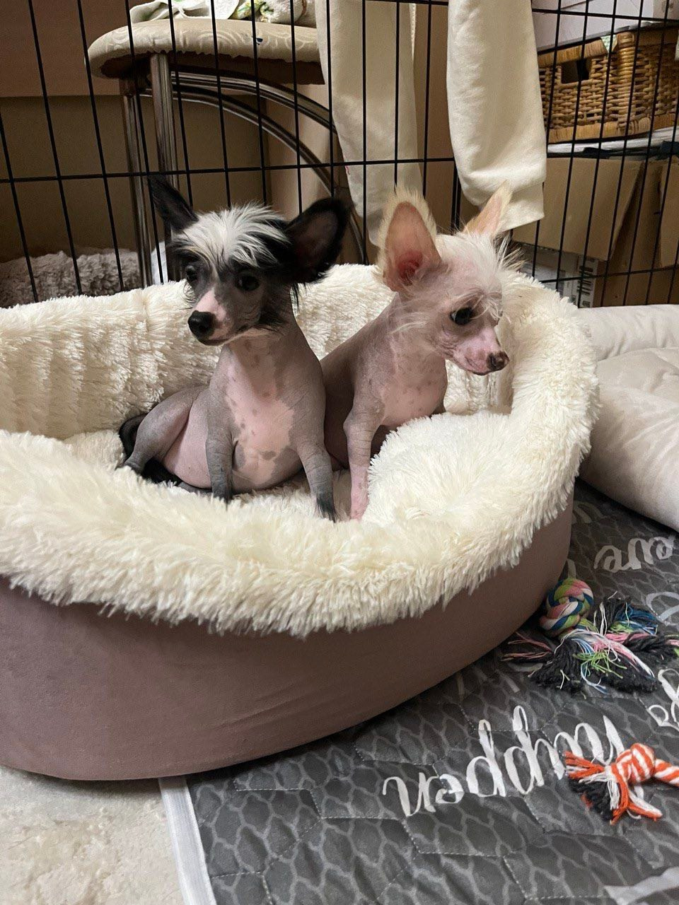 Дора и Доминика уехали домой. Питомник китайских хохлатых собак Poale Ell: купить щенка в питомнике