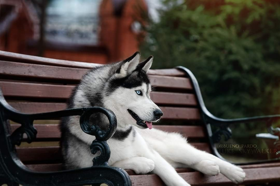 Собаки питомника Bueno Pardo. Питомник собак Акита, Хаски, Корги