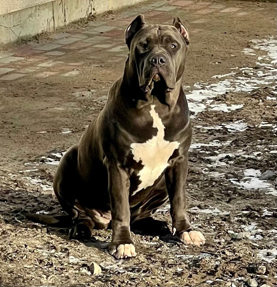 GBU Lakshmi. Американские булли XL в г. Калининград. Питомник Great Bully UNIVERSE