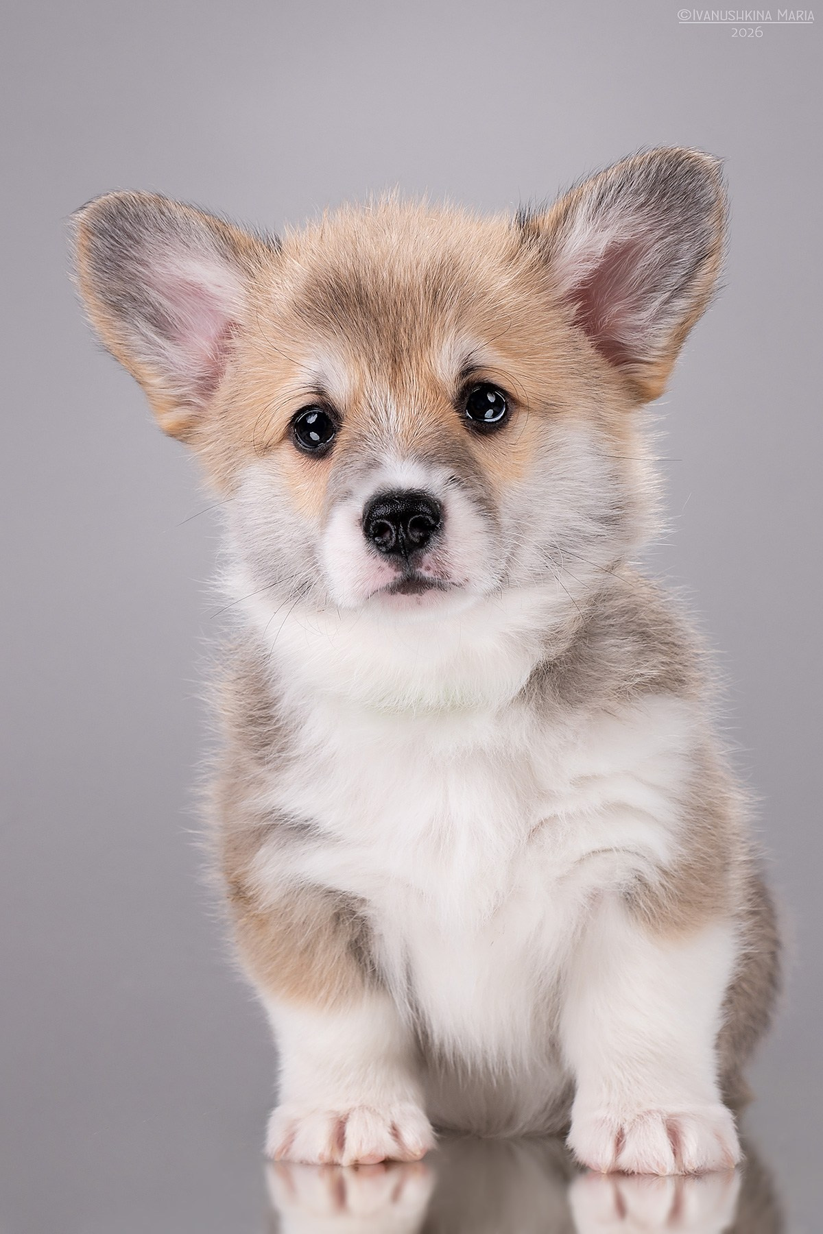 Фотосессия щенков на фонах. Фотограф собак в Москве и Московской области Иванушкина Мария