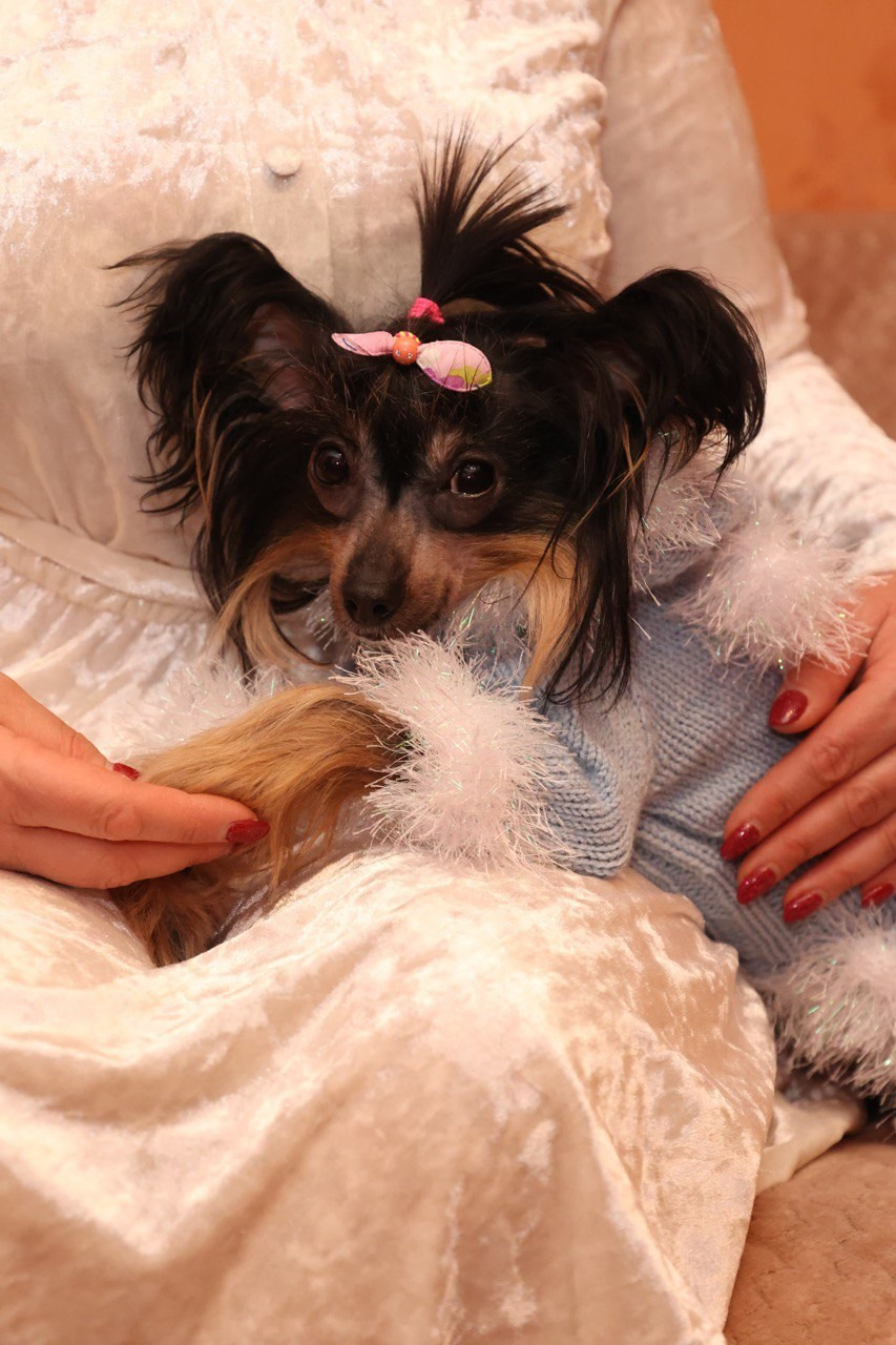 Victoria (Poale Ell Viktoriya) is one year old!. Chinese Crested Dog Kennel Poale Ell