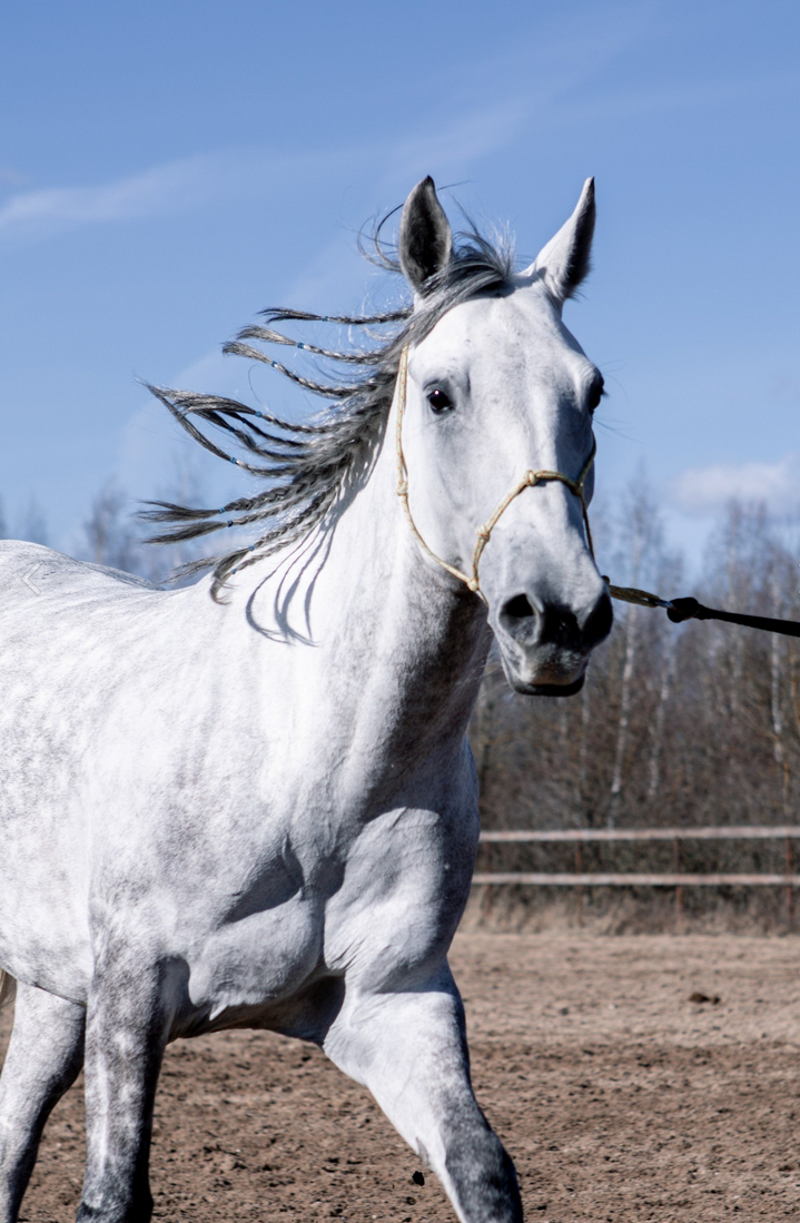 Лошади. Свадебный и портретный фотограф Москва