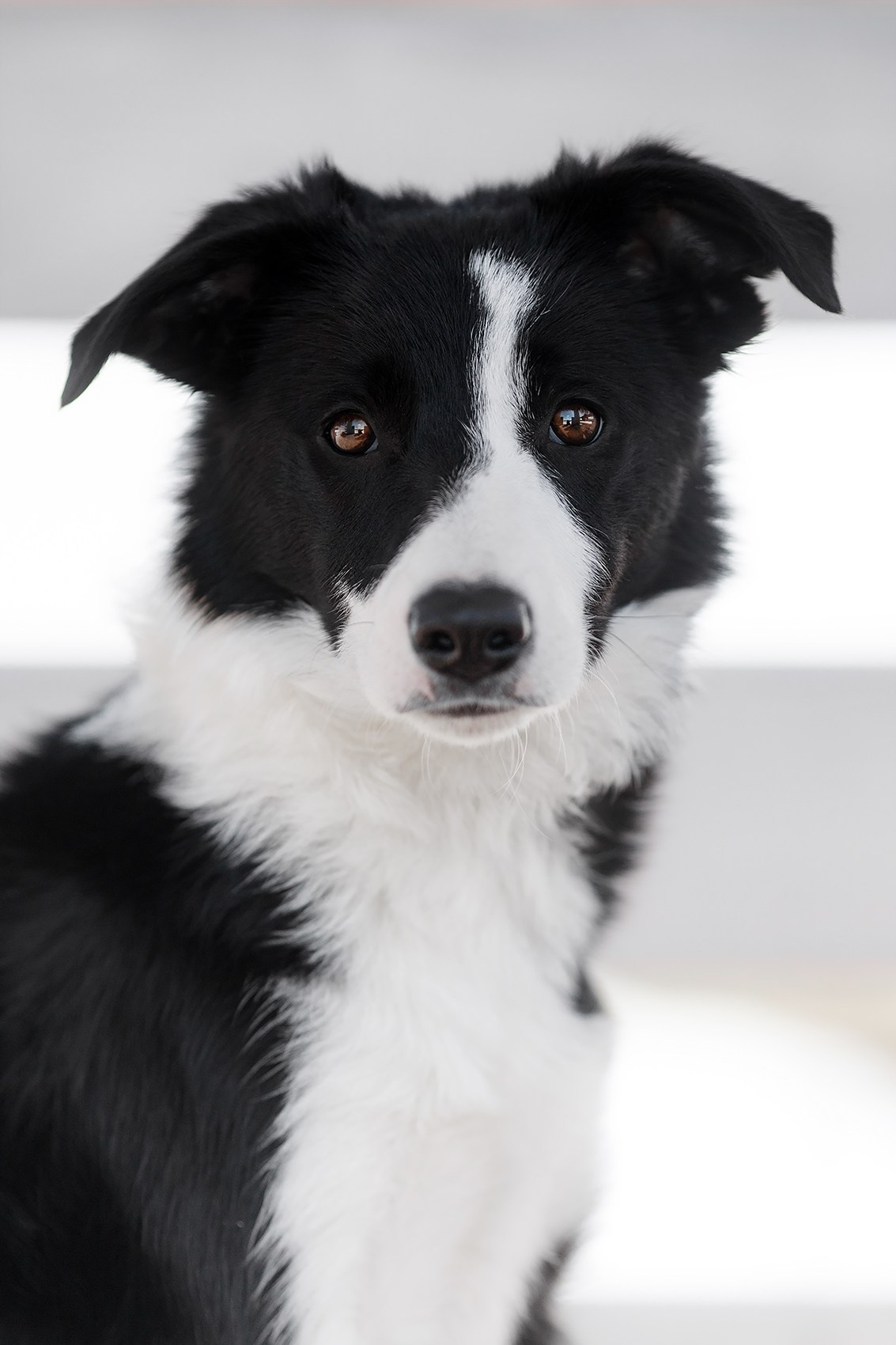 Фотограф-анималист Mary Mart — Москва, Питер