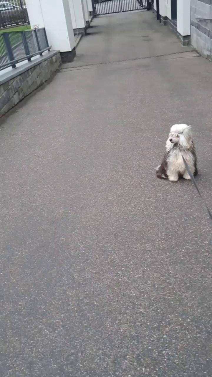 Люкс стал папой. Питомник китайских хохлатых собак Poale Ell: купить щенка в питомнике