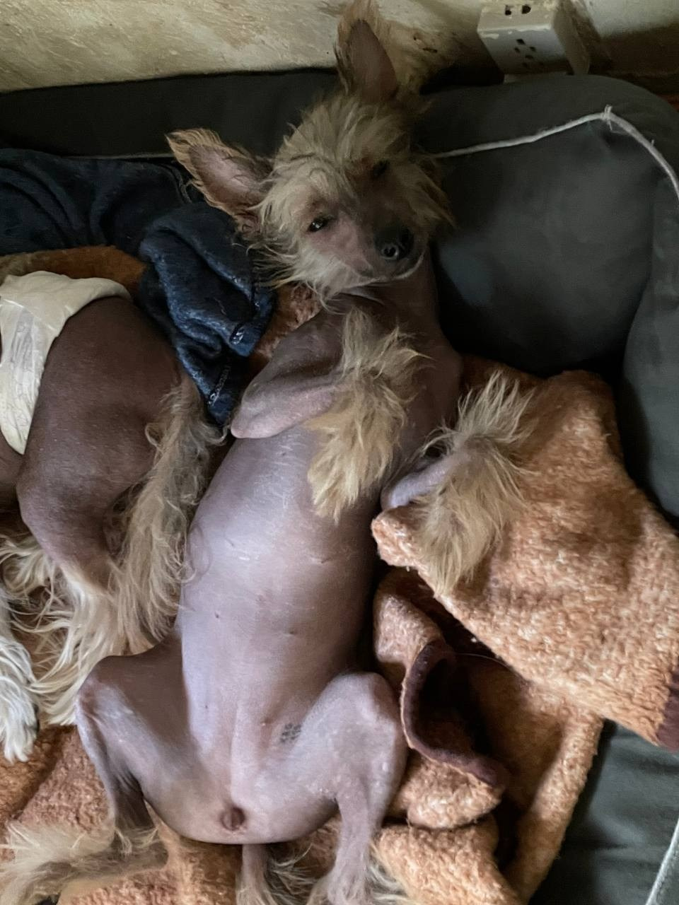 Ashantal Emmanuel Poale Ell. Chinese Crested Dog Kennel Poale Ell