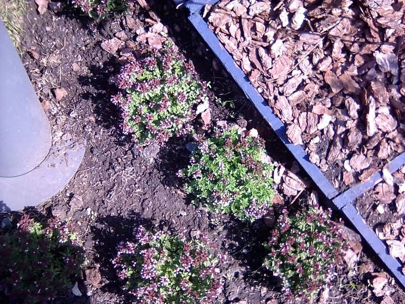 ВНИМАНИЕ! ФЕСТИВАЛЬ ЛАНДШАФТНОГО СТРОИТЕЛЬСТВА. 俄罗斯设计估算