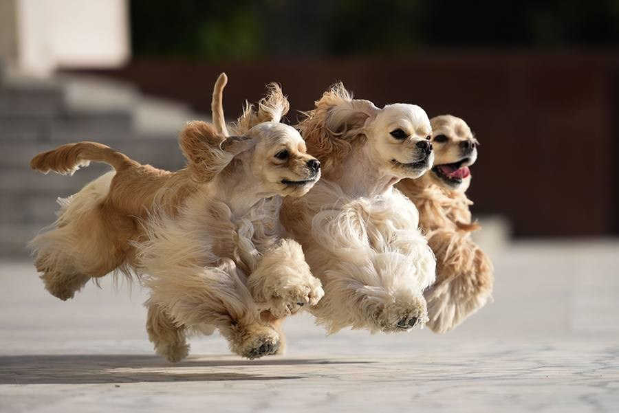 Онлайн-курс по съемке собак. Фотограф Анастасия Ветковская, Москва