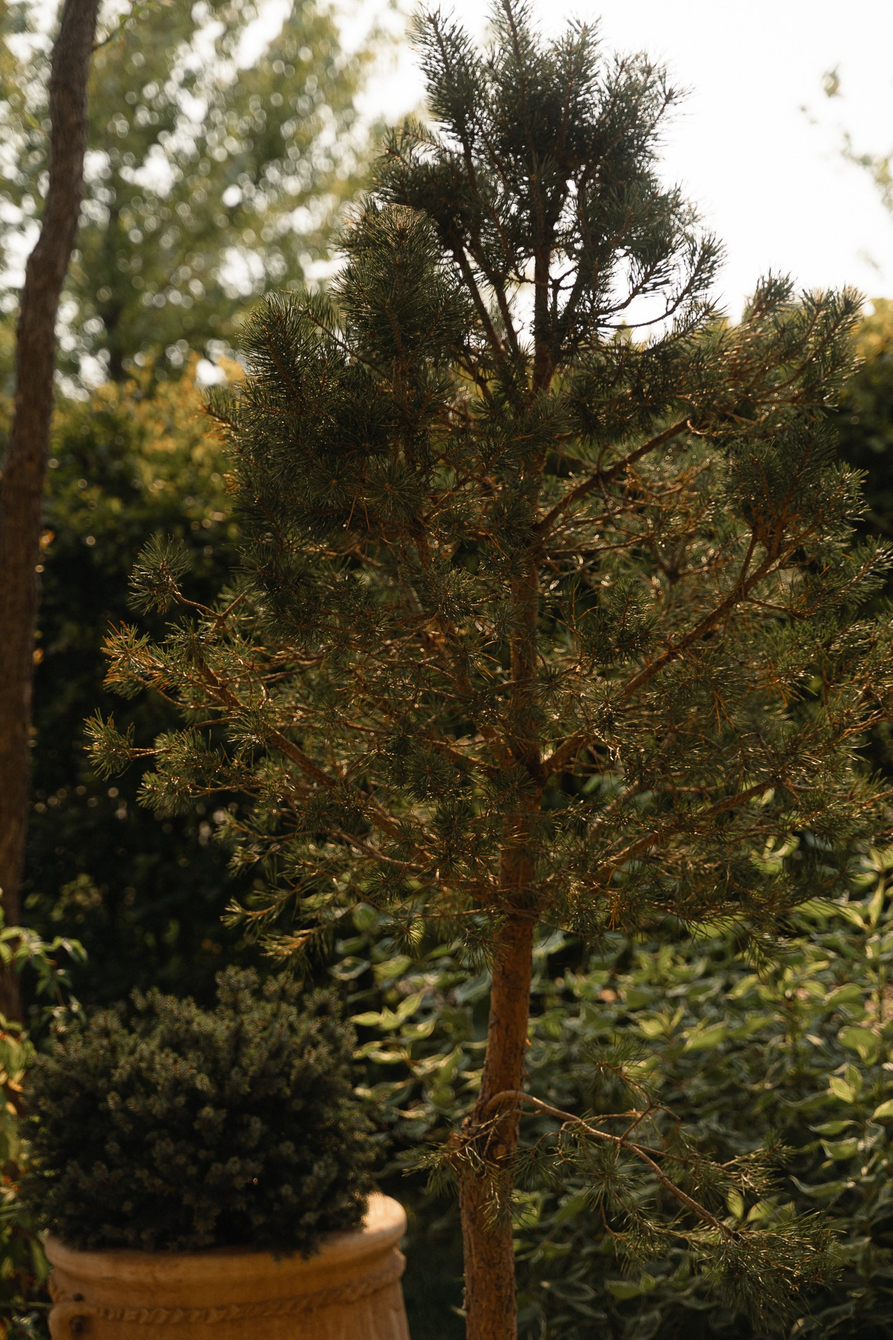 Артём и Карина. Свадебный фотограф в Белгороде Антон Каменев