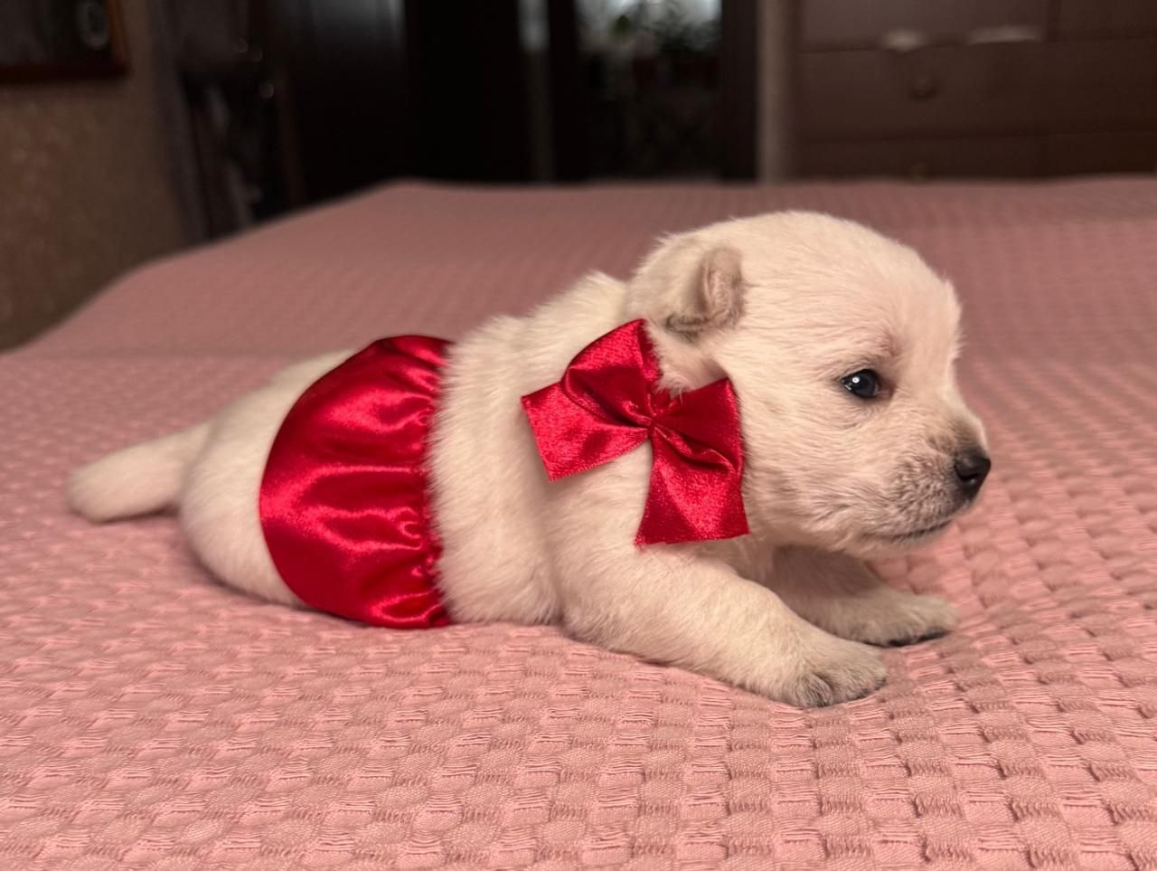 Щенки 14.01.2025. Питомник собак породы вест хайленд вайт терьер в Москве